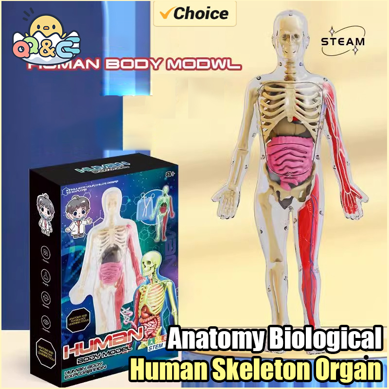 Human Skeleton Organ Anatomy B - Kids Education Music avaliação e preço