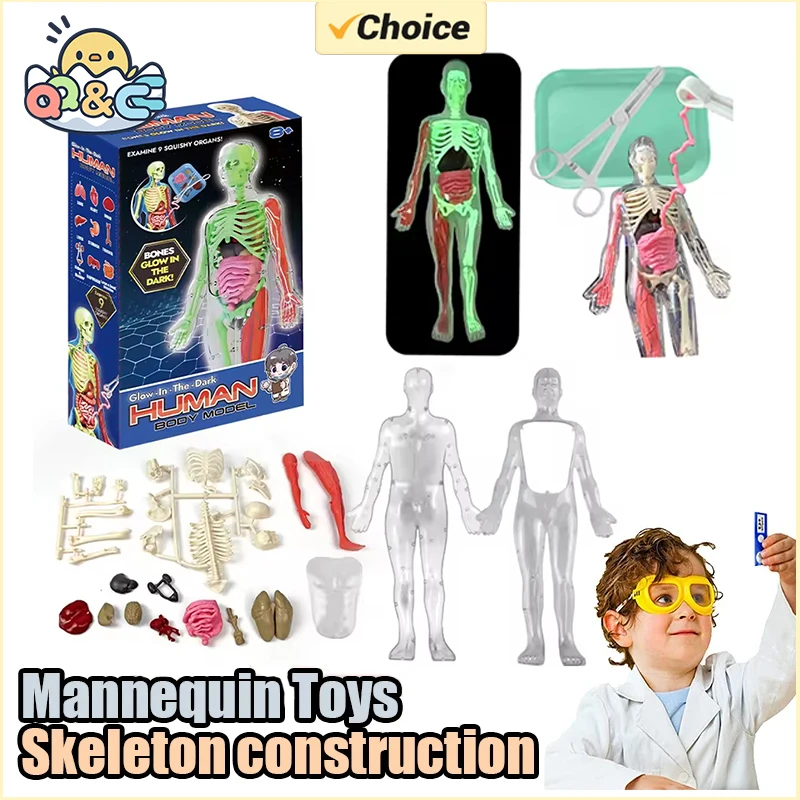 Human Skeleton Organ Anatomy B - Kids Education Music avaliação e preço