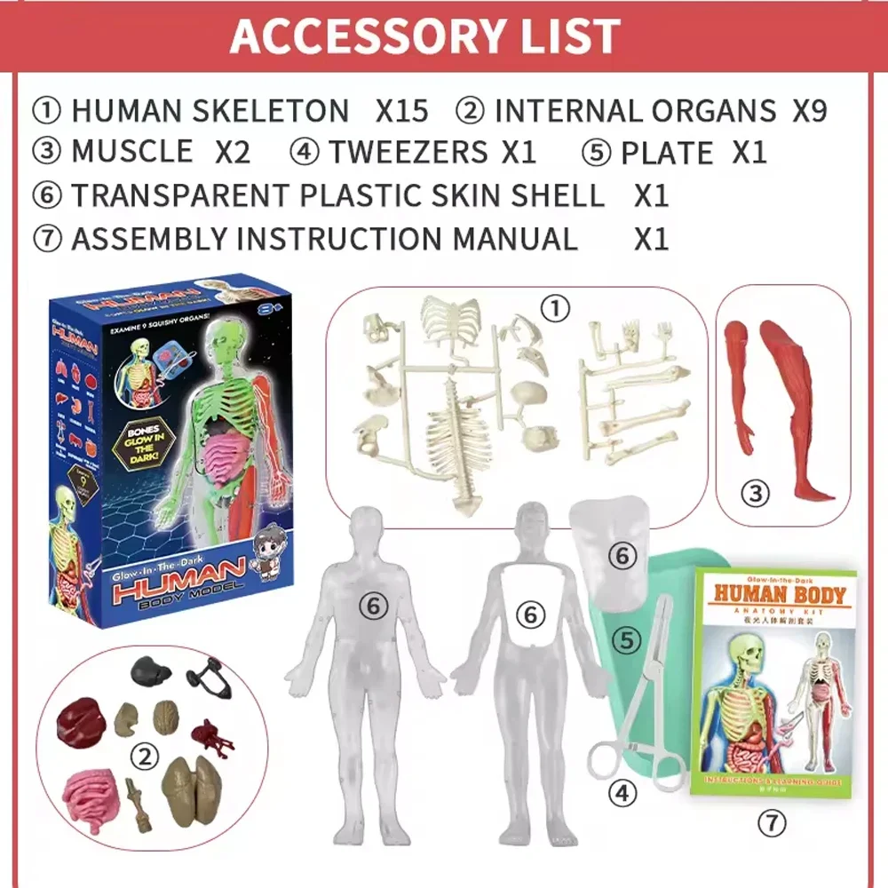 Human Skeleton Organ Anatomy B - Kids Education Music avaliação e preço